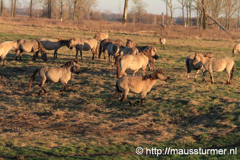 2016-11-28 Gewonde wilde jonge hengst Maaseik (7337).jpg